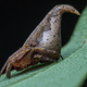 (Photo: Indian Journal Of Arachnology)
